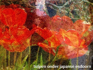 anita snik-broeken, fotografie, tulpen onder japanse esdoorn